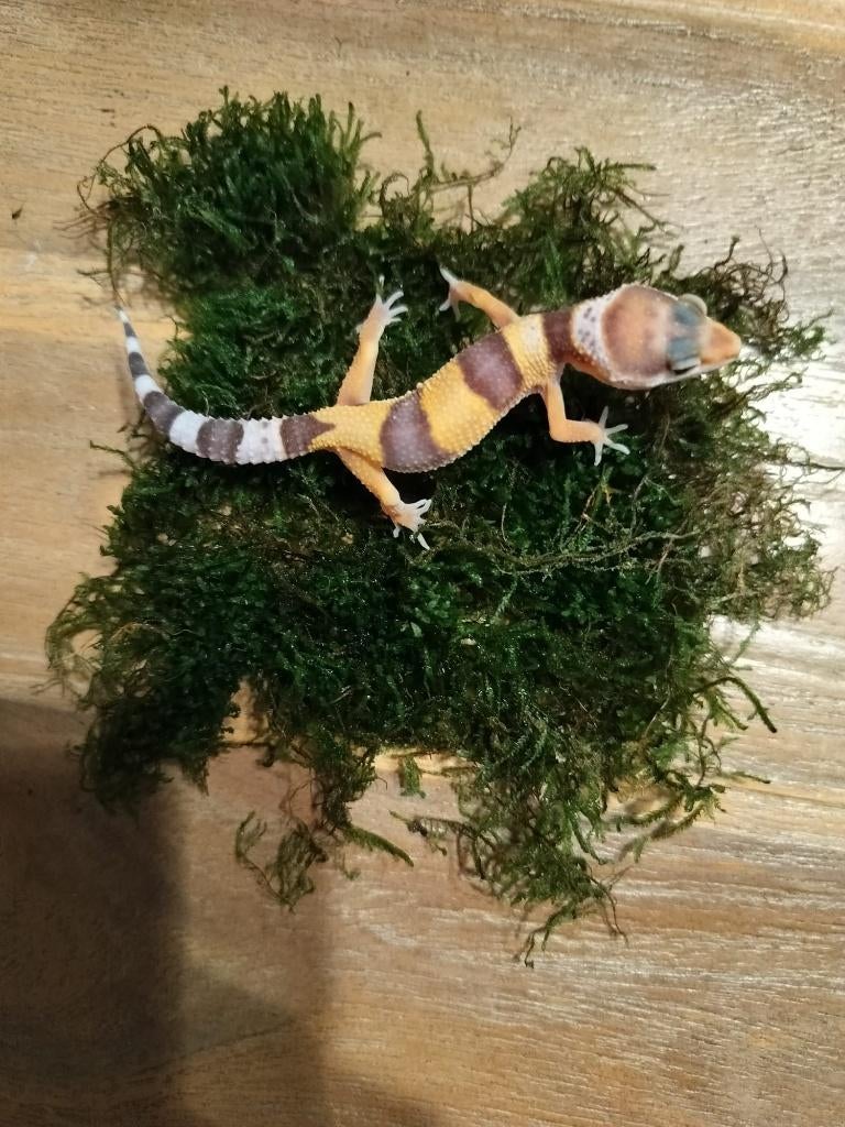 Jonge/ baby luipaardgekko, Dieren en Toebehoren, Hagedis, 0 tot 2 jaar