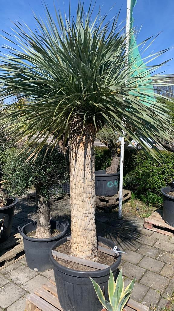 Yucca Rostrata XXL 200cm 2 koppen, Overige soorten, 100 tot 250 cm, Zomer, Ophalen