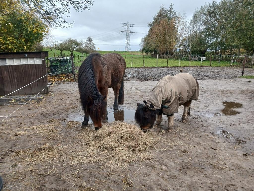 Plekje vrij voor Shetlander, Dieren en Toebehoren