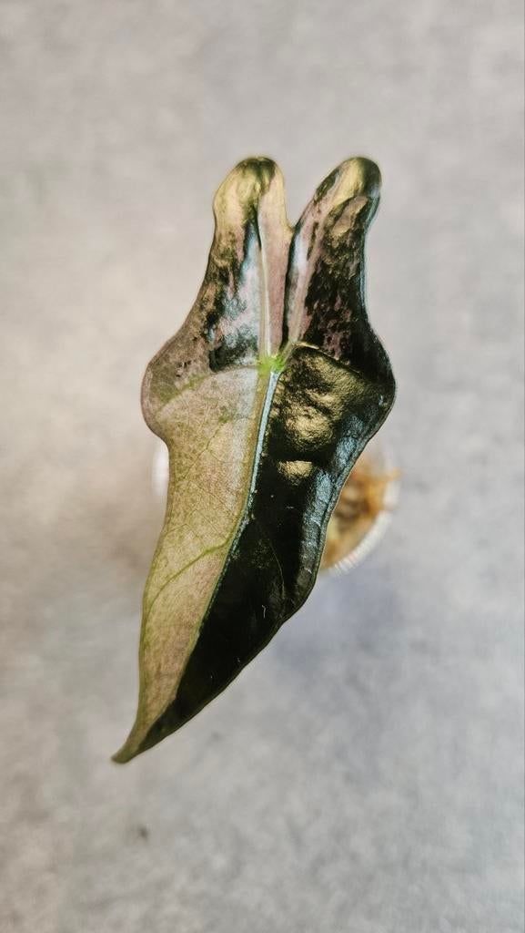 Alocasia Nobilis Pink Variegata, Huis en Inrichting, Ophalen of Verzenden, Halfschaduw, Minder dan 100 cm