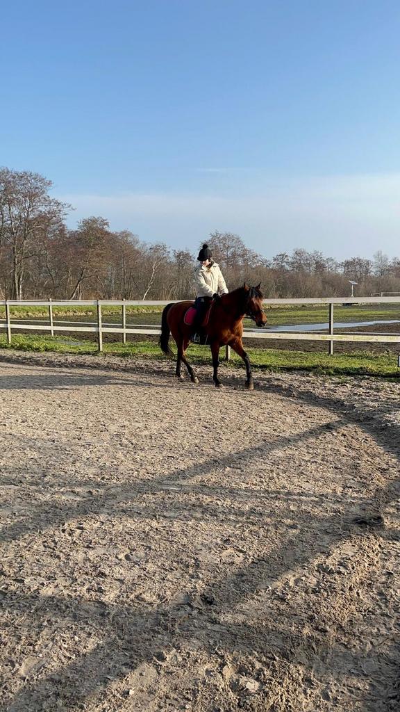 Betrouwbaare verzorger aangeboden, Dieren en Toebehoren, Stalling en Weidegang