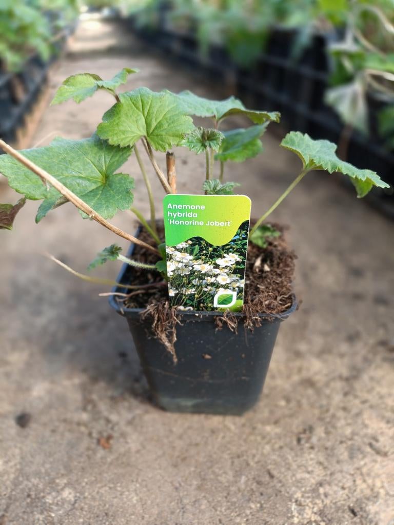 Anemone x hybr. Honorine jobert P9, Ophalen, Vaste plant