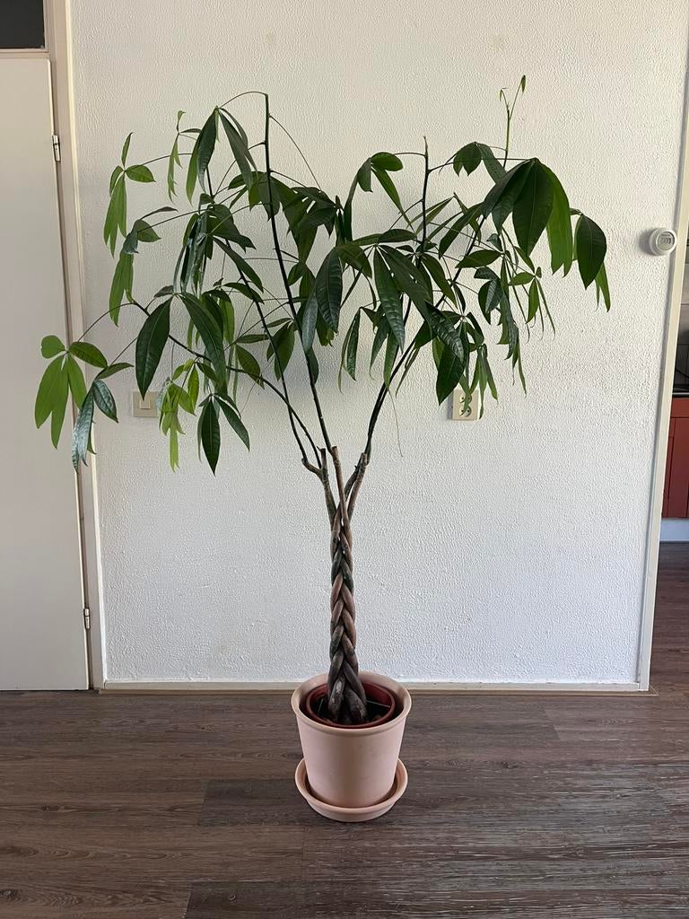 Geldboom, Ophalen, Halfschaduw, 150 tot 200 cm