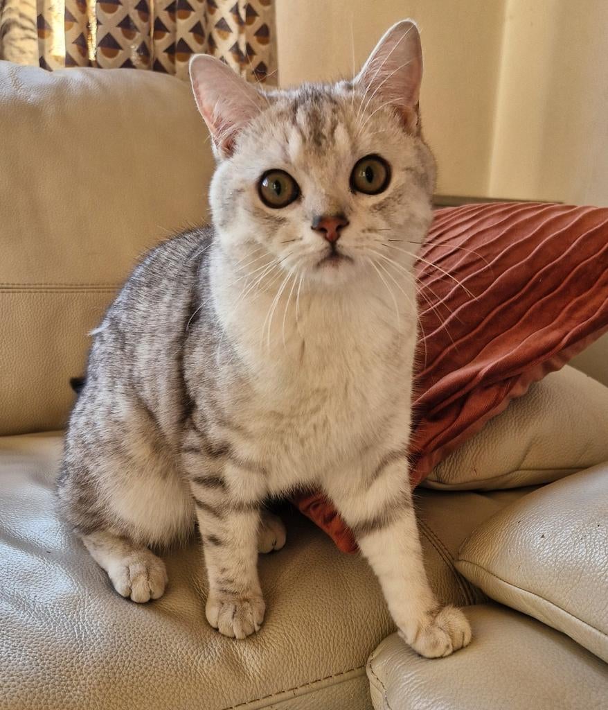 Brits britse korthaar silver Tabby kitten kater, Dieren en Toebehoren, Katten en Kittens | Raskatten | Korthaar, Kater, Gechipt