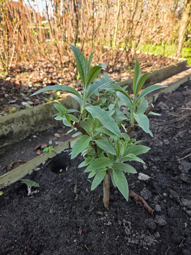 Vlinderstruik, Ophalen of Verzenden, Vaste plant, Overige soorten, Volle zon