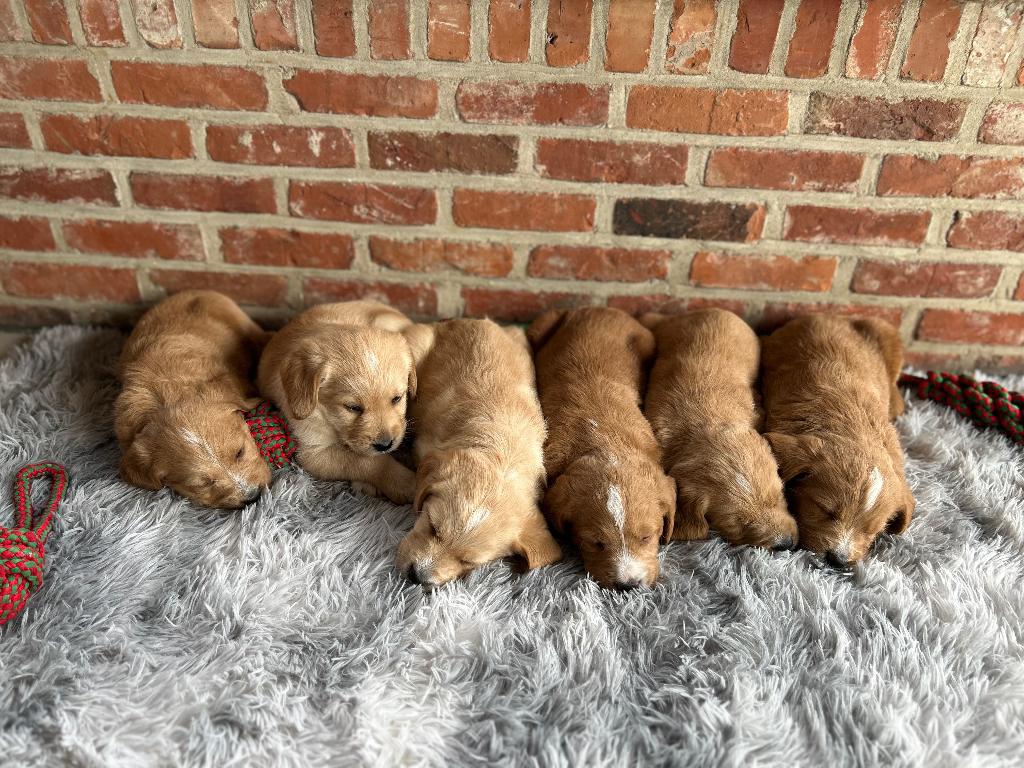 Prachtige Labradoodle pups ( labrador X poedle ), Parvo, België, Particulier, 8 tot 15 weken
