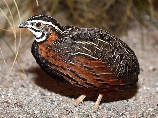 Gezocht Harlekijnkwartel man, Dieren en Toebehoren, Mannelijk, Overige soorten