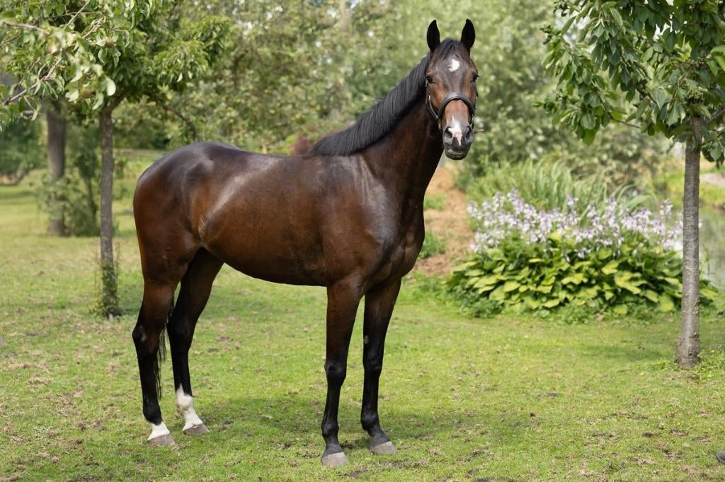5 jarige KWPN ruin Kaiser Weltino * Julio Mariner), Dieren en Toebehoren, Paarden, Ruin, Dressuurpaard, 3 tot 6 jaar, 165 tot 170 cm