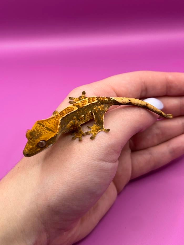 Wimpergekko baby unsexed Crested Gecko - unknown for sale from RX Cresties