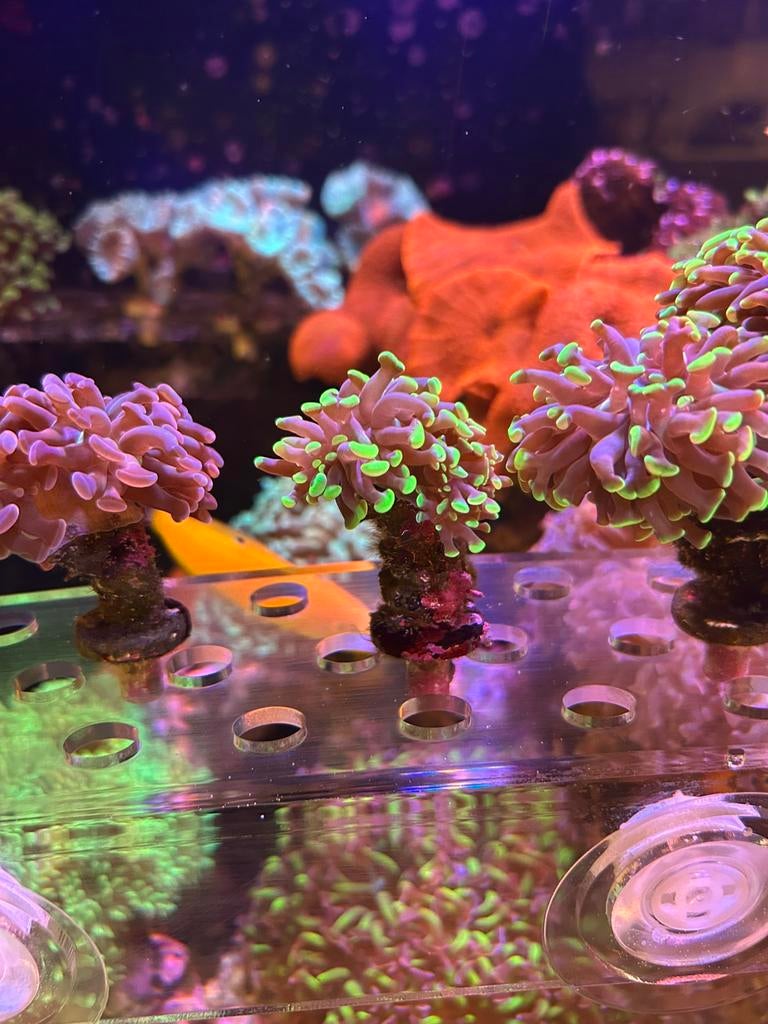 euphyllia paraancora fluor groene tip, Dieren en Toebehoren