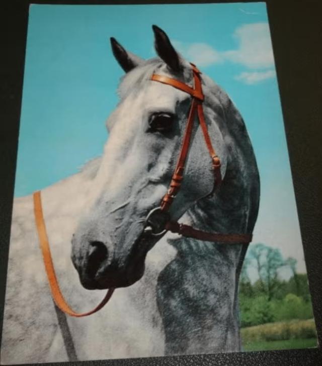 Paard - Schimmel - Terugkijk, Verzenden, 1980 tot heden, Gelopen, Paard
