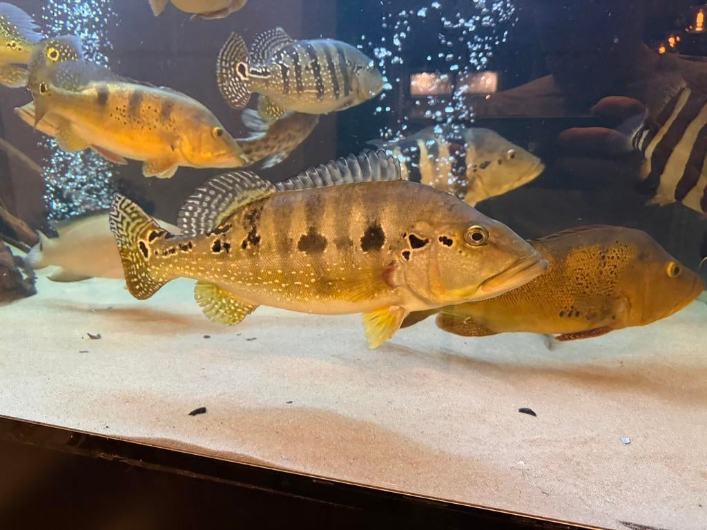 Chicla royal silk, Dieren en Toebehoren, Vis