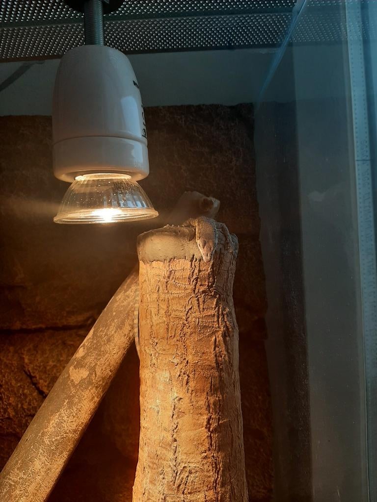 Kimberly Rock Monitor (Varanus Glauerti), Hagedis, Tam, 0 tot 2 jaar