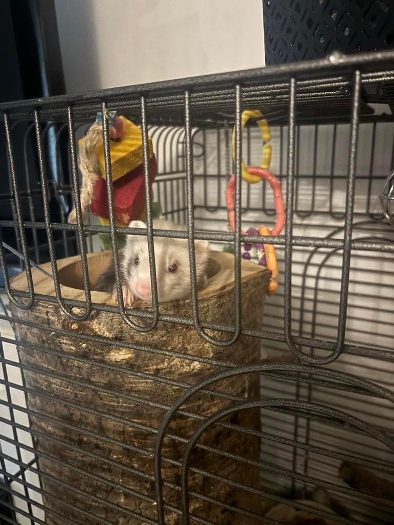 jongen fret, Januari, Vrouwelijk