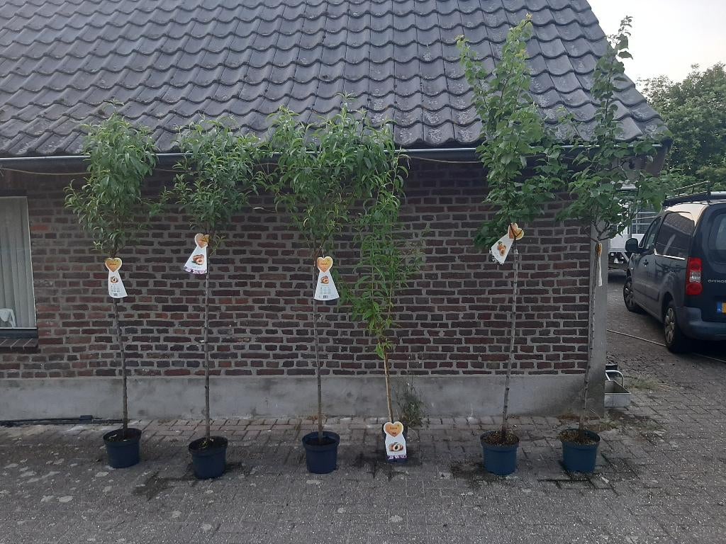 Halfstam fruitbomen in diverse soorten, Tuin en Terras, Planten | Fruitbomen, Ophalen of Verzenden, In pot, Appelboom, Lente