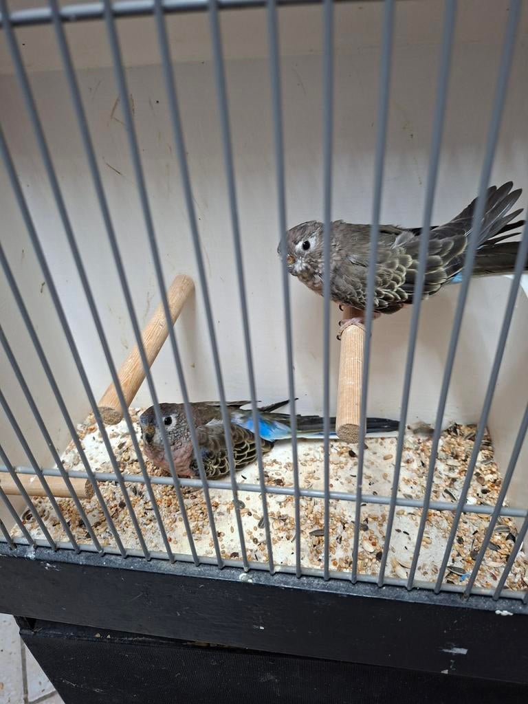 Mooi koppel bourks, Meerdere dieren, Parkiet