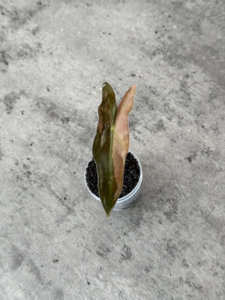 Alocasia Nobilis Pink variegata, Huis en Inrichting, Kamerplanten, Ophalen of Verzenden, Halfschaduw, Minder dan 100 cm