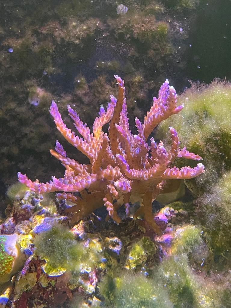 Acropora koraal kolonie, Ophalen, Zo goed als nieuw, Gevuld zeewateraquarium