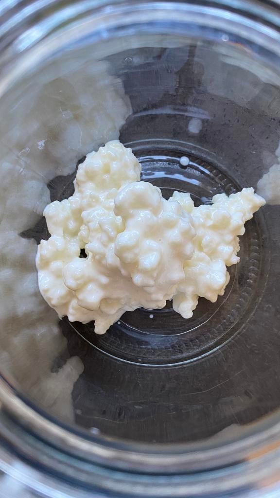 Kefir, Ophalen