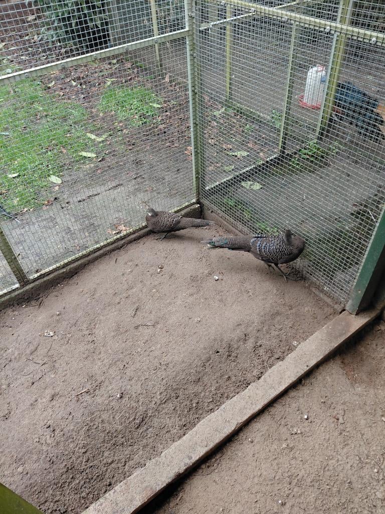 1-1 Chinquis (gijze) Pauwfazanten vraag prijs175, Dieren en Toebehoren, Meerdere dieren, Overige soorten