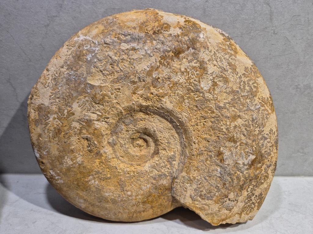 Ammoniet, Verzamelen, Mineralen en Fossielen, Ophalen of Verzenden, Fossiel