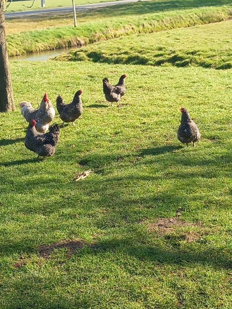 Noord Hollandse blauwe broedeieren, Dieren en Toebehoren, Pluimvee, Geslacht onbekend, Kip