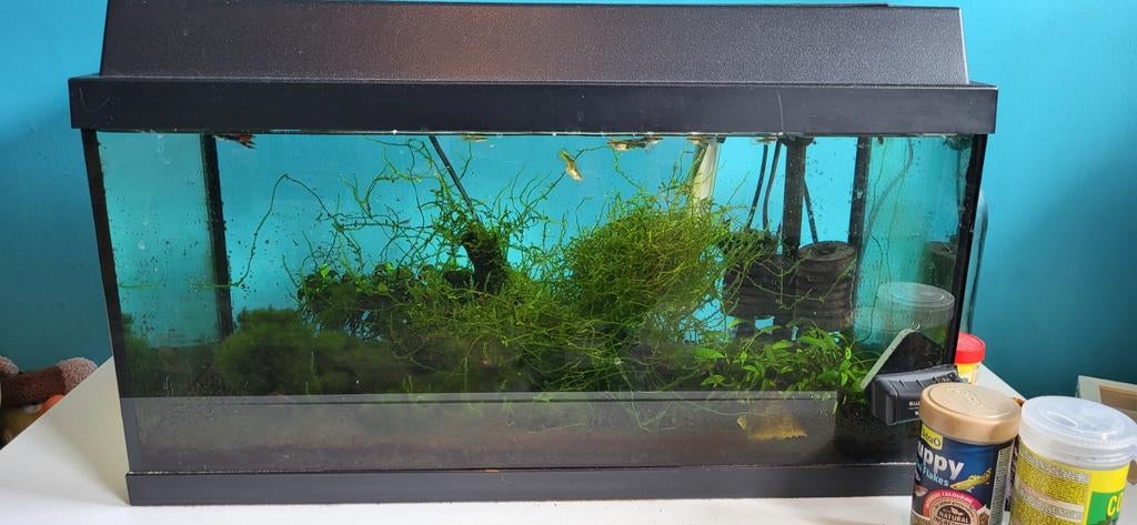 Compleet aquarium met vissen en toebehoren, Dieren en Toebehoren, Vissen | Aquaria en Toebehoren, Ophalen, Gevuld zoetwateraquarium