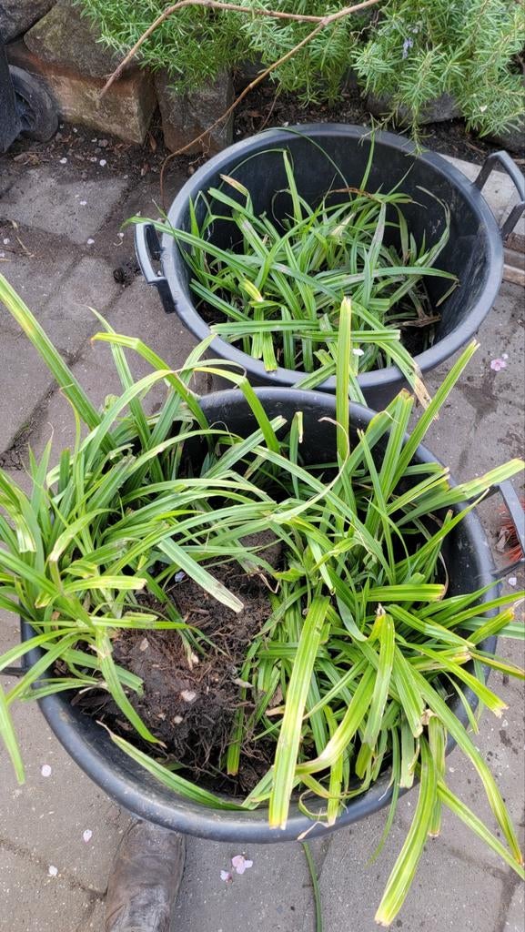 Prachtige groenblijvende siergrassen, Ophalen, Vaste plant, Siergrassen, Bloeit niet