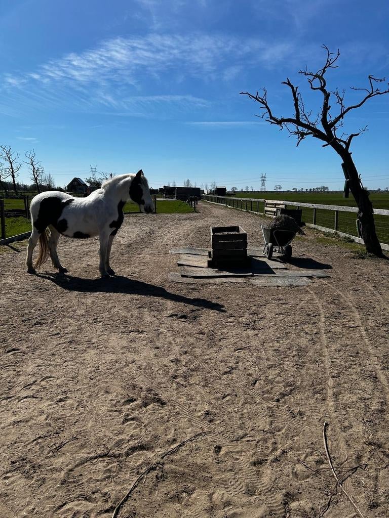 Plekje beschikbaar op Paddock Paradise, Stalling