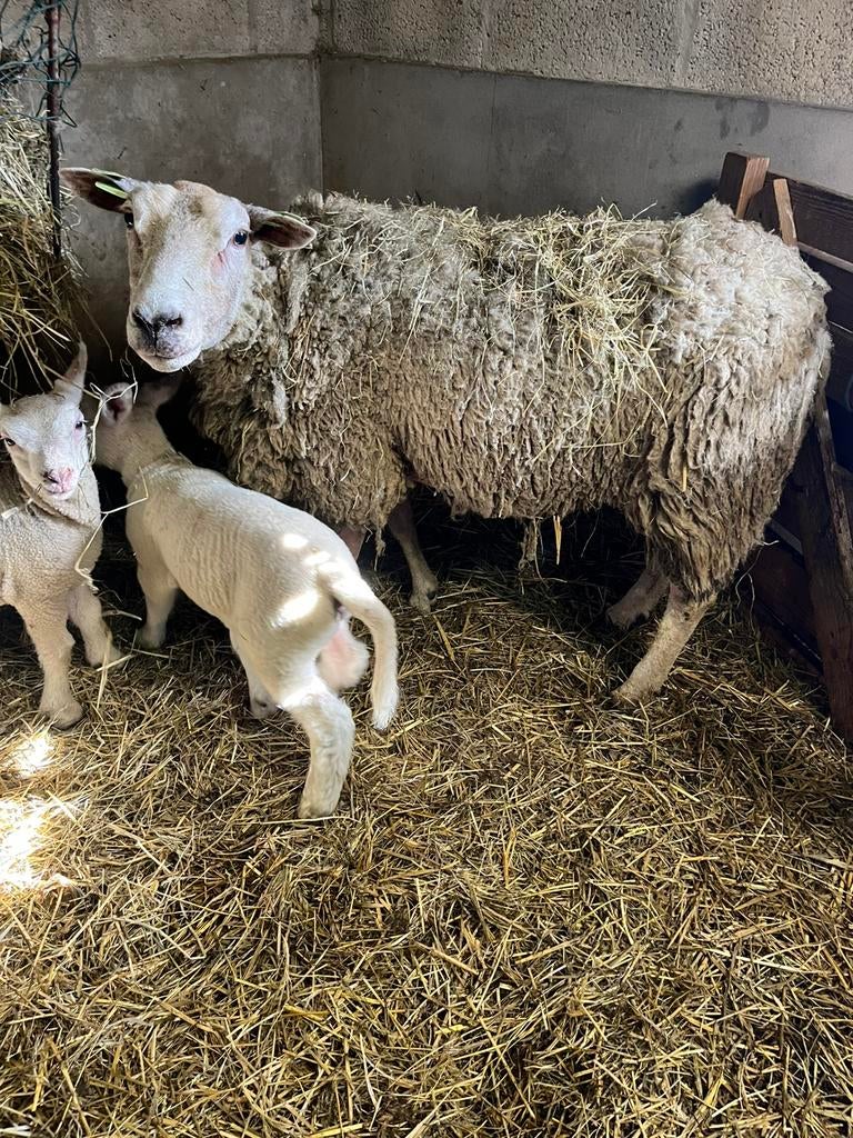 Ooi met lammeren, Meerdere dieren, Schaap, 0 tot 2 jaar