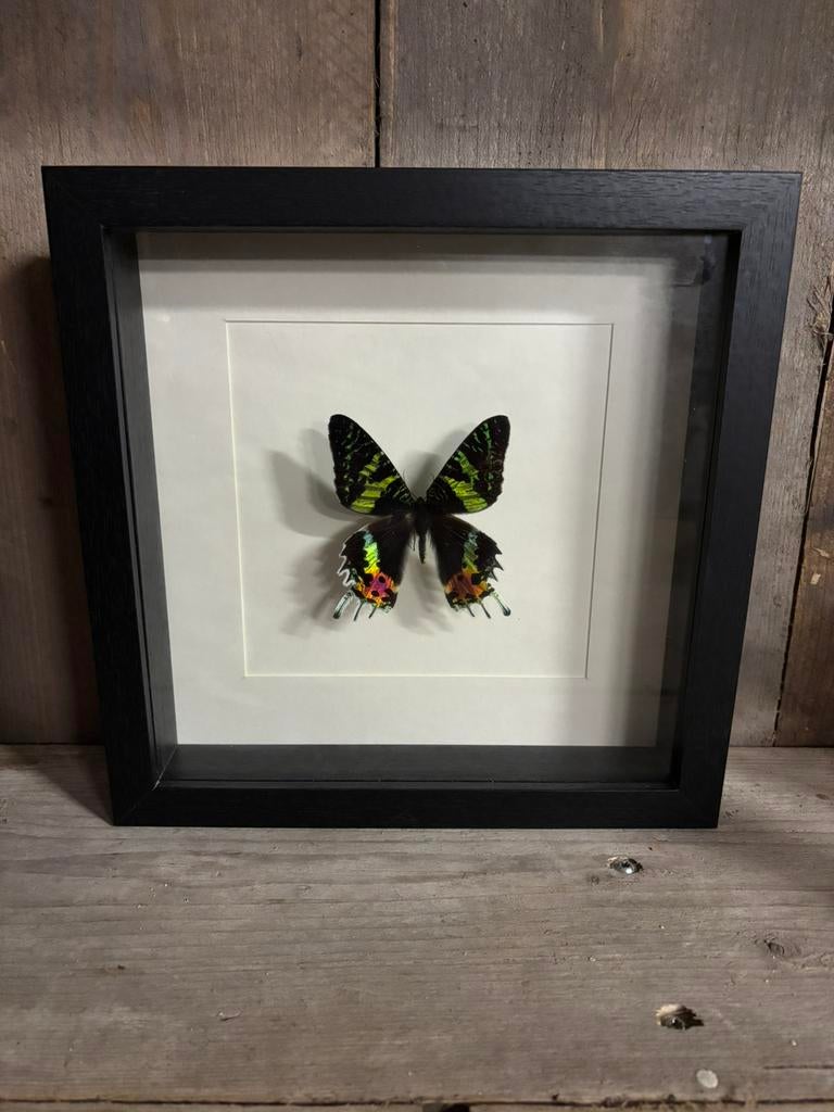 Mooie lijst met een opgezette vlinder (Urania Ripheus), Ophalen of Verzenden, Nieuw, Insect, Opgezet dier