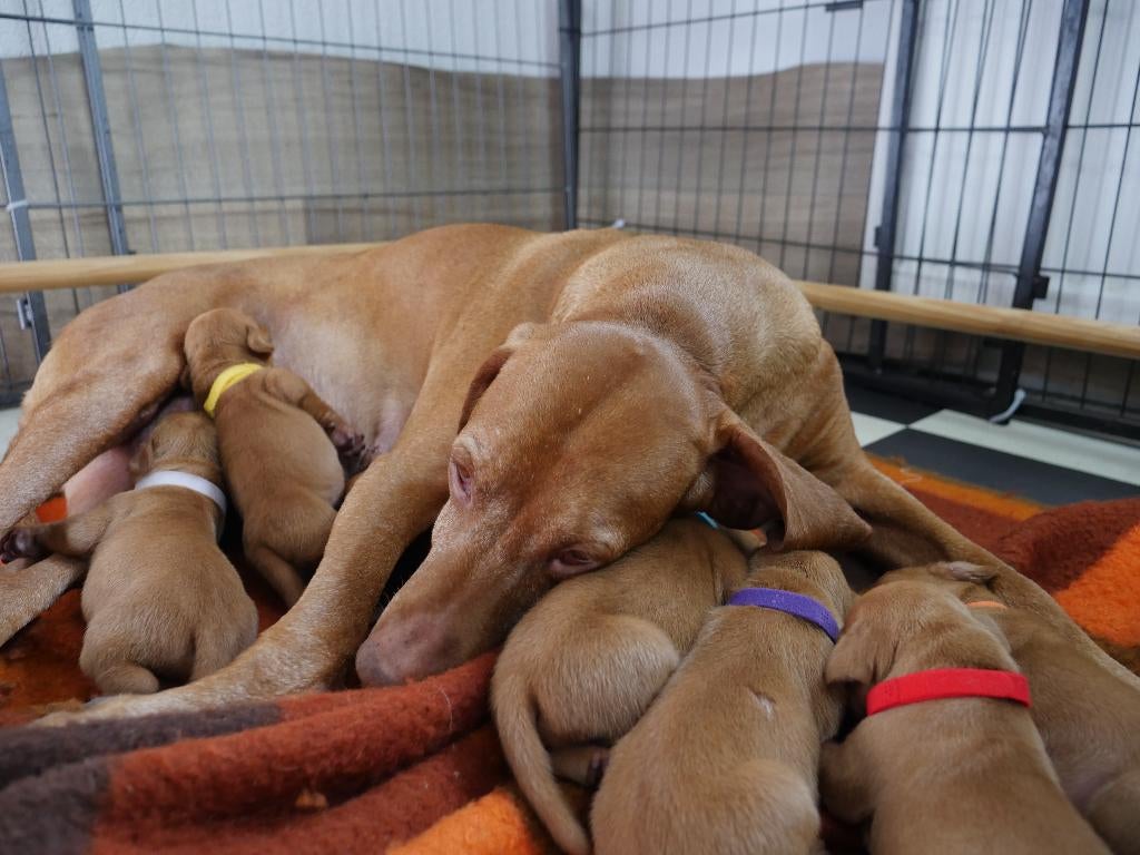 te koop vizsla pups .Met fci stamboom en koopgarantie ., Parvo, Overige rassen, 8 tot 15 weken, Meerdere