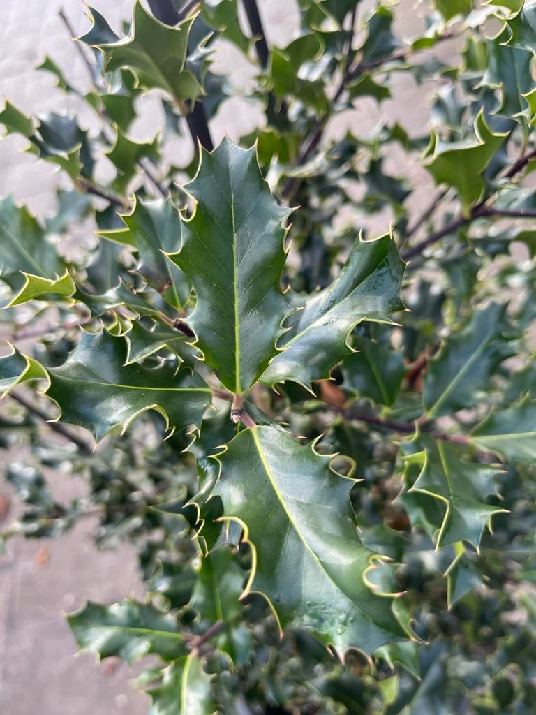 Ilex aquifolium - Hulst struik, Ophalen, Hulst, Struik, 100 tot 250 cm