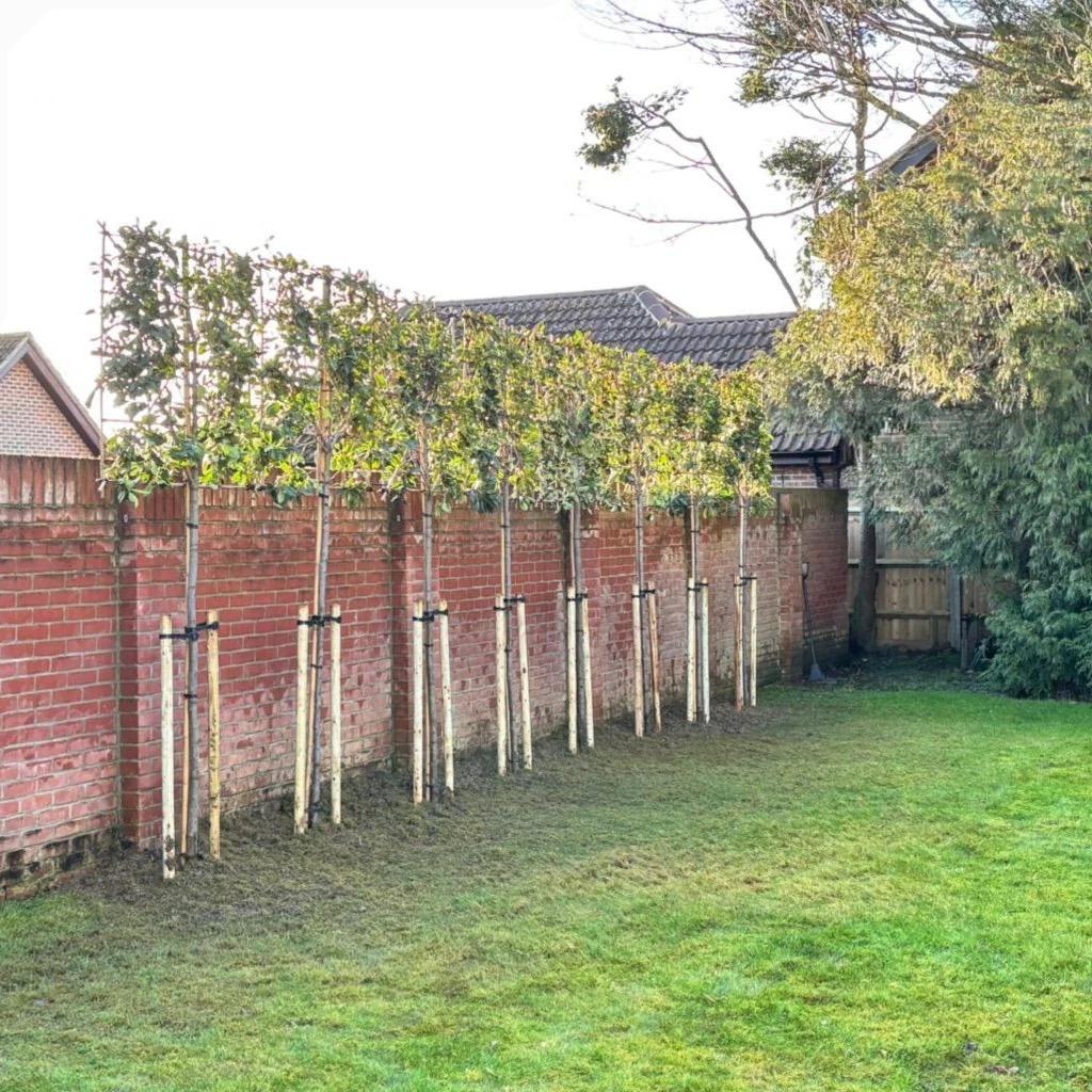 Groenblijvende leiboom glansmispel (Photinia Red Robin), Tuin en Terras, Ophalen, Leiboom, Halfschaduw, Lente