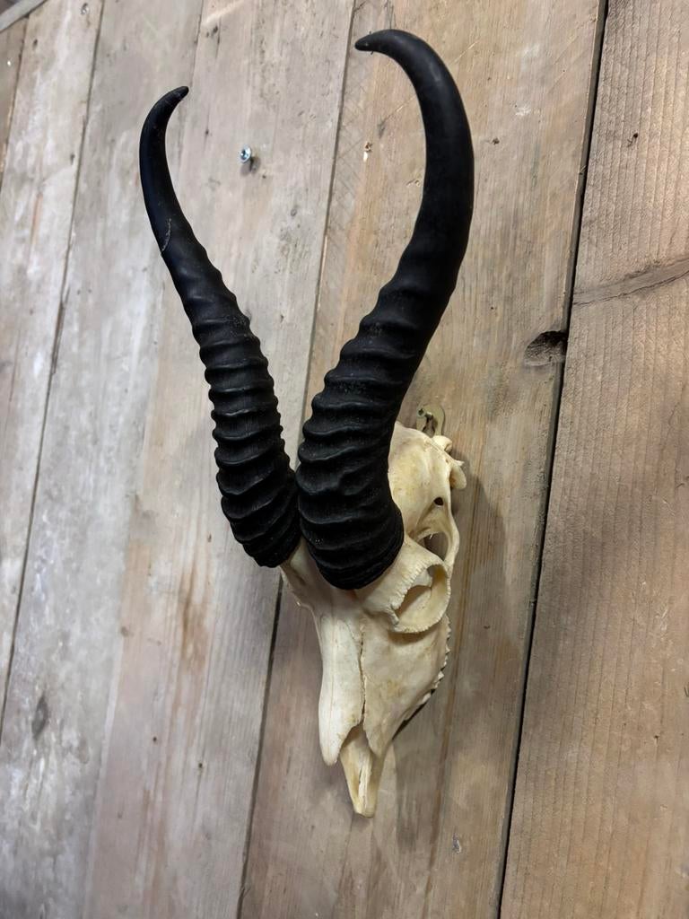 Springbok schedel inclusief bovenkaak, Verzamelen, Ophalen of Verzenden, Nieuw, Wild dier, Schedel