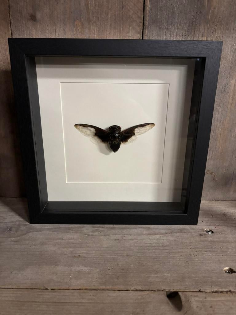 Mooie lijst met een Vleermuis Cicade, Verzamelen, Dierenverzamelingen, Ophalen of Verzenden, Nieuw, Insect, Opgezet dier