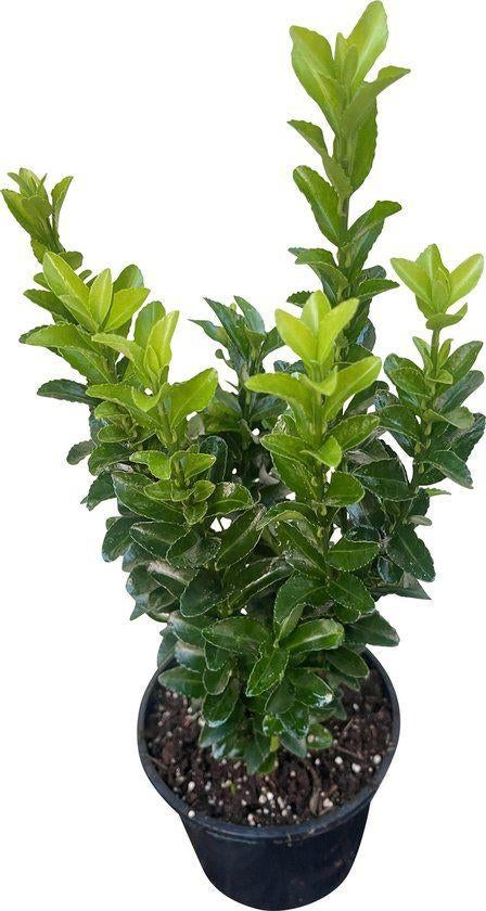 Euonymus jap. 'Green Spire', Volle zon, Vaste plant, Bloeit niet, Ophalen
