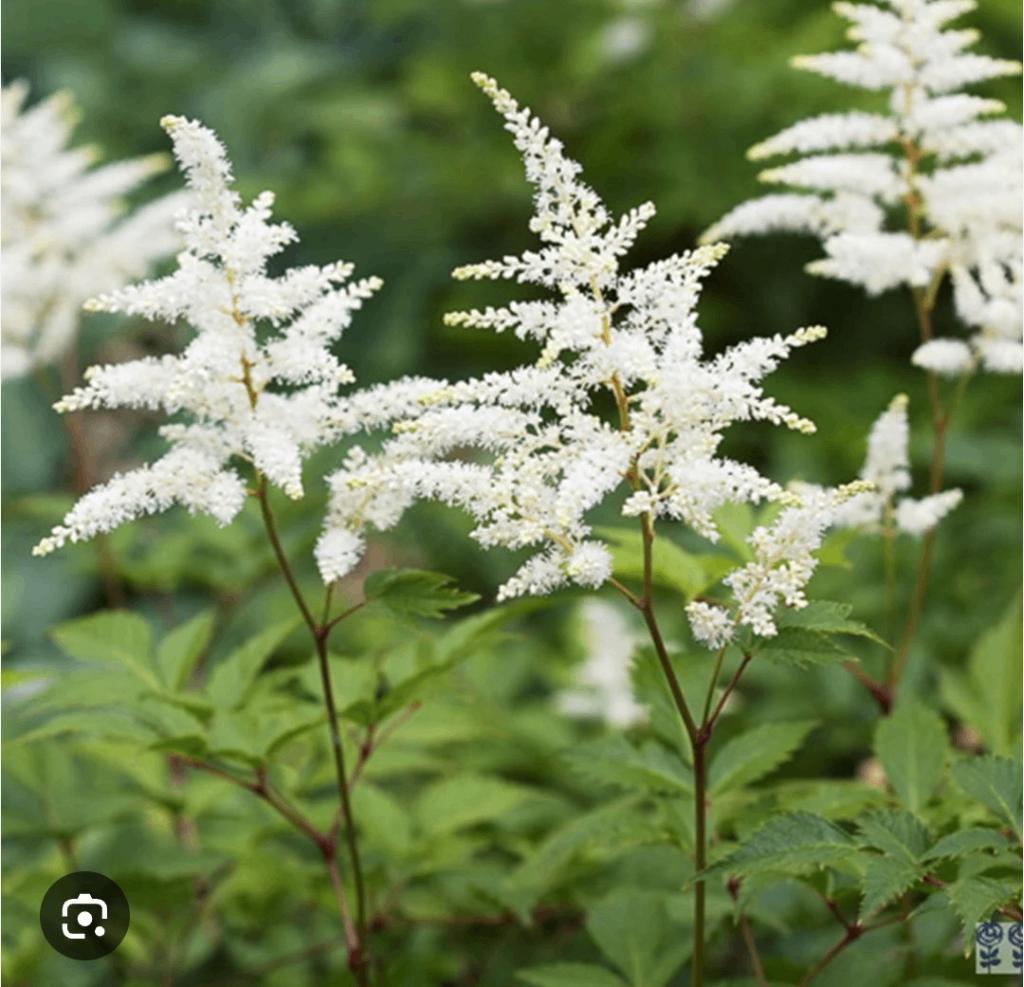 Astilbe, wit, Tuin en Terras, Planten | Tuinplanten, Vaste plant, Halfschaduw, Zomer, Ophalen