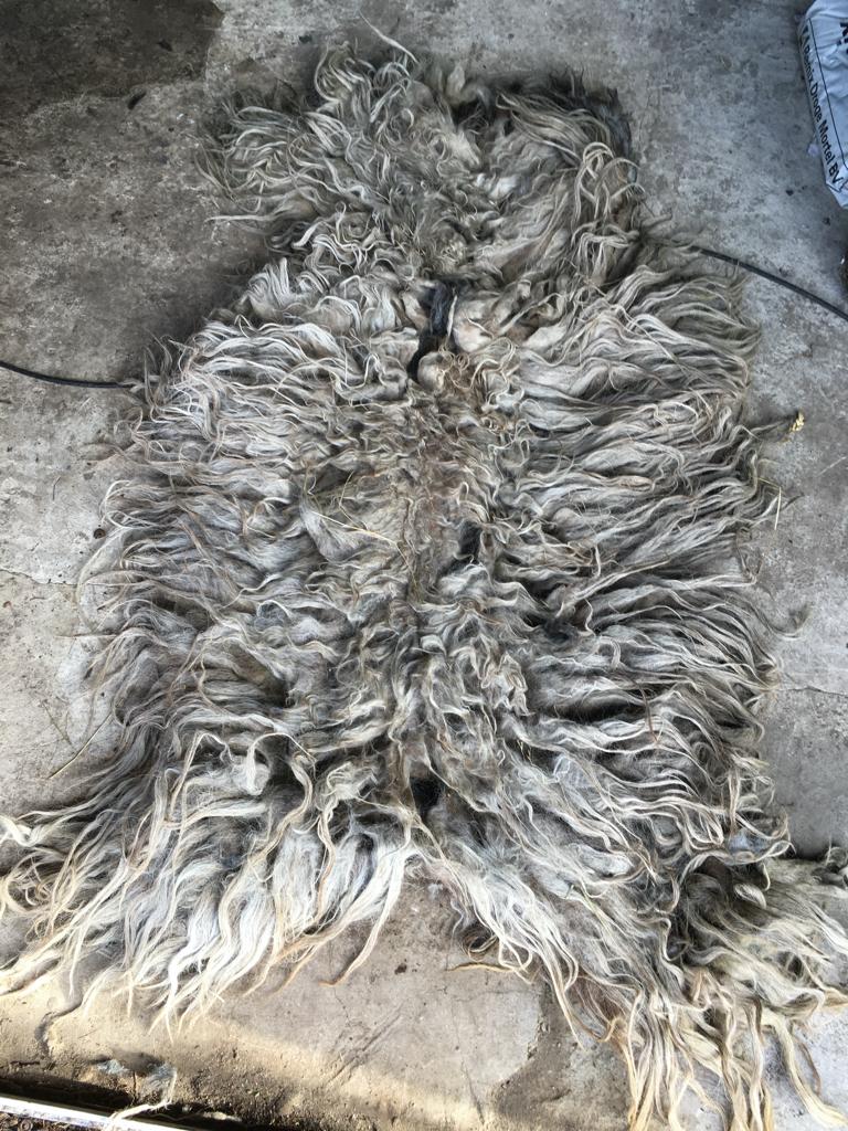 Echte unieke heidschnucken schapenvachten langharige schaap, Bruin, Rechthoekig, Nieuw, 200 cm of meer