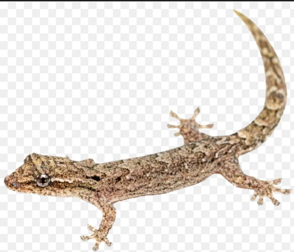 Gezocht mourning geckos, Dieren en Toebehoren, Reptielen en Amfibieën