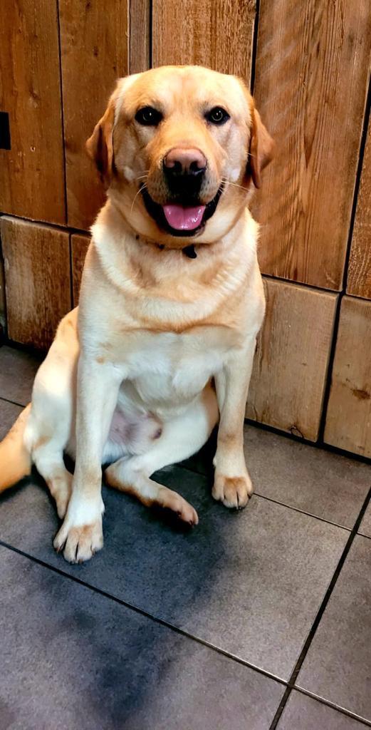 Dekreu, Reu, Parvo, Eén hond, 3 tot 5 jaar