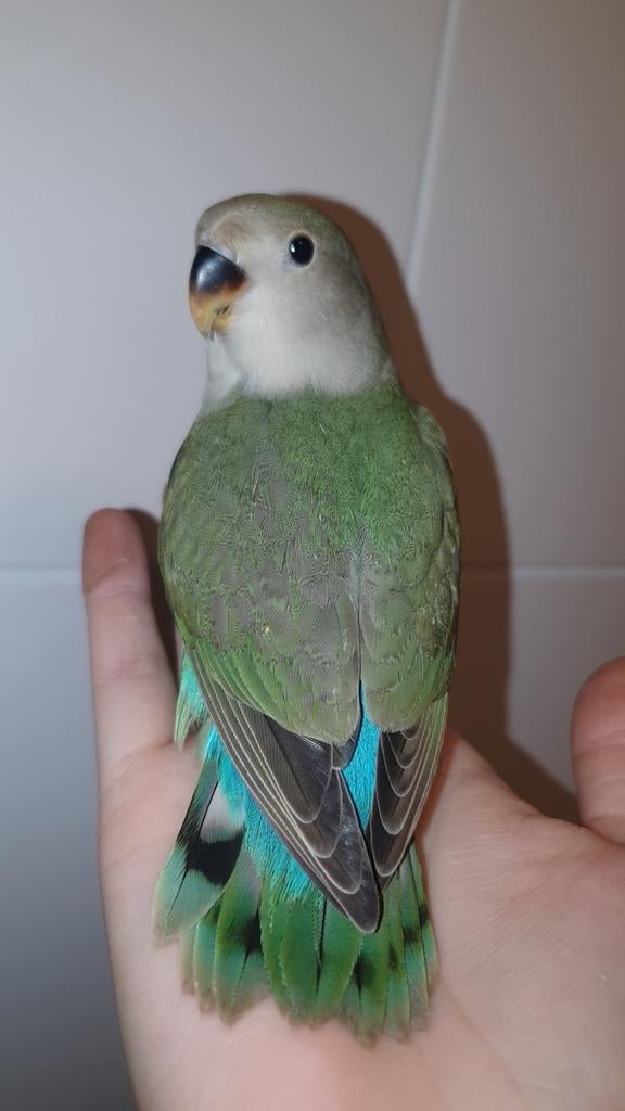 ♀️️Halftam agapornis jong. zie omschrijving., Dieren en Toebehoren, Vogels | Parkieten en Papegaaien, Vrouwelijk, Dwergpapegaai of Agapornis