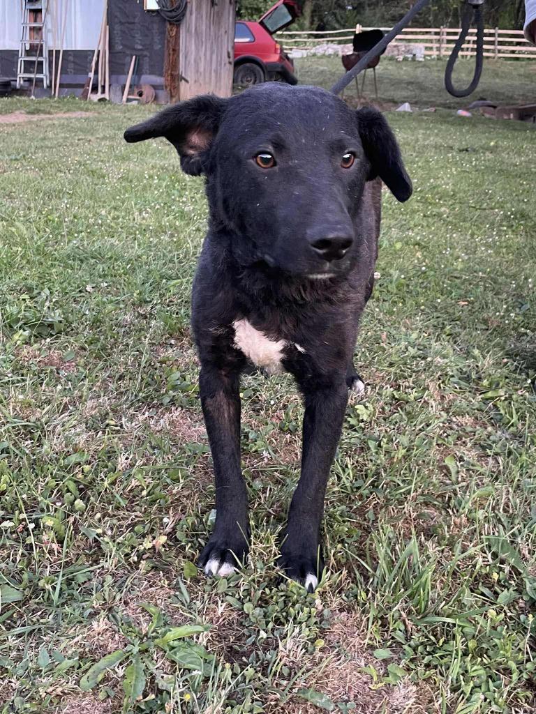 COLE – Liefdevol, trouw en zachtaardig-, Dieren en Toebehoren, Honden | Niet-rashonden, Middel, Meerdere dieren, Particulier, Meerdere