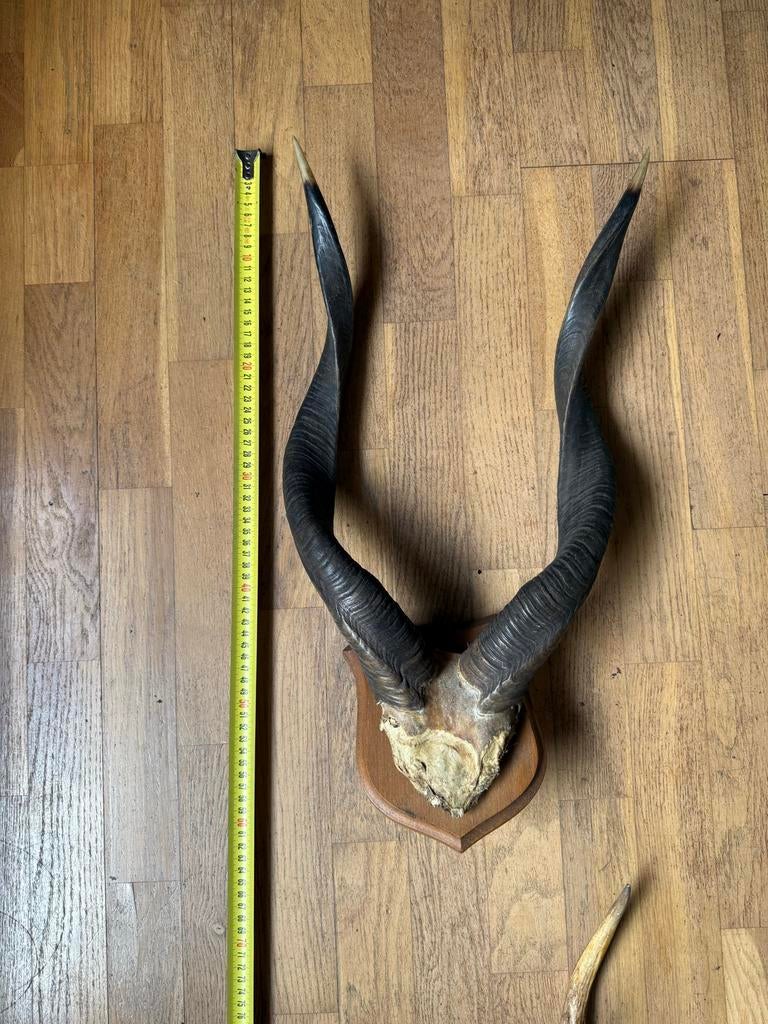 Nyala antelope Hoorns op Schild - Afrikaanse Antilope, Ophalen, Gebruikt, Wild dier, Gewei of Kop