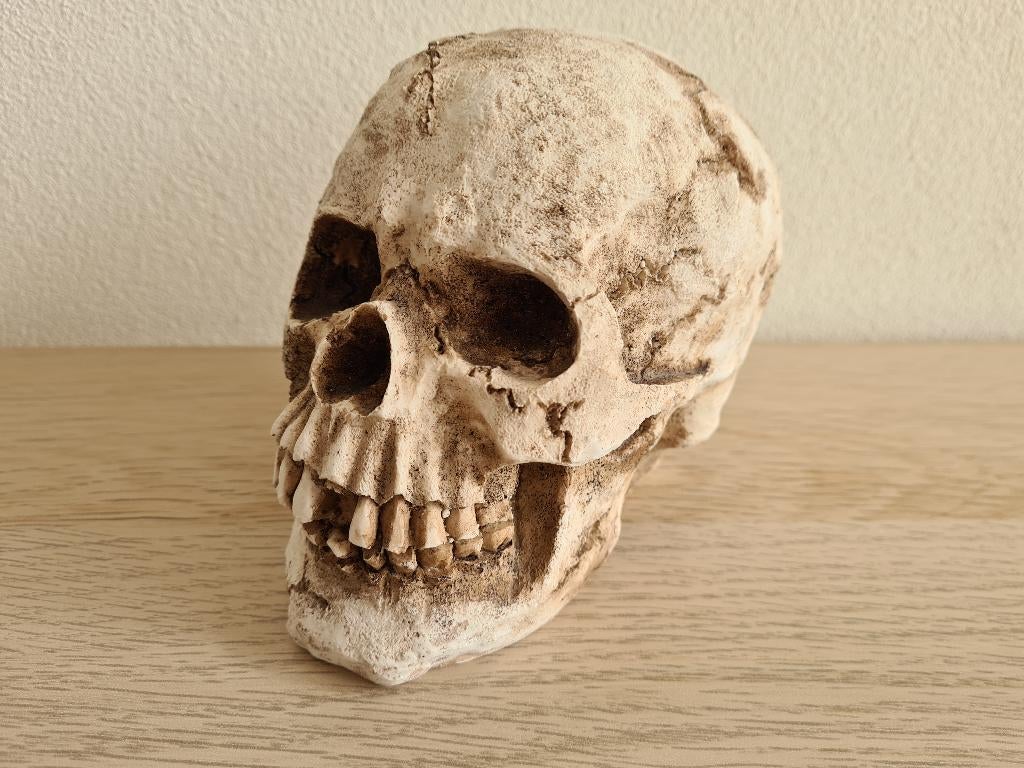 "Doodskop als spaarpot" (hoogte ca. 11 cm) - ZGAN, Verzamelen, Beelden en Beeldjes, Ophalen of Verzenden, Zo goed als nieuw, Mens