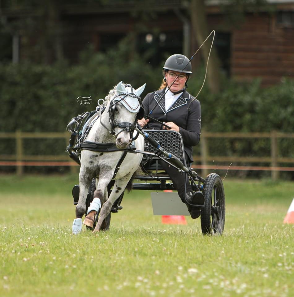 Shetlander/mini paardjes beleren voor de kar aan huis, Dieren en Toebehoren, Paarden en Pony's | Overige Paardenspullen, Overige soorten