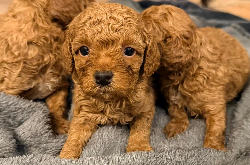 Toy poedel pups te koop, Dieren en Toebehoren, Poedel, 8 tot 15 weken, Parvo, Meerdere