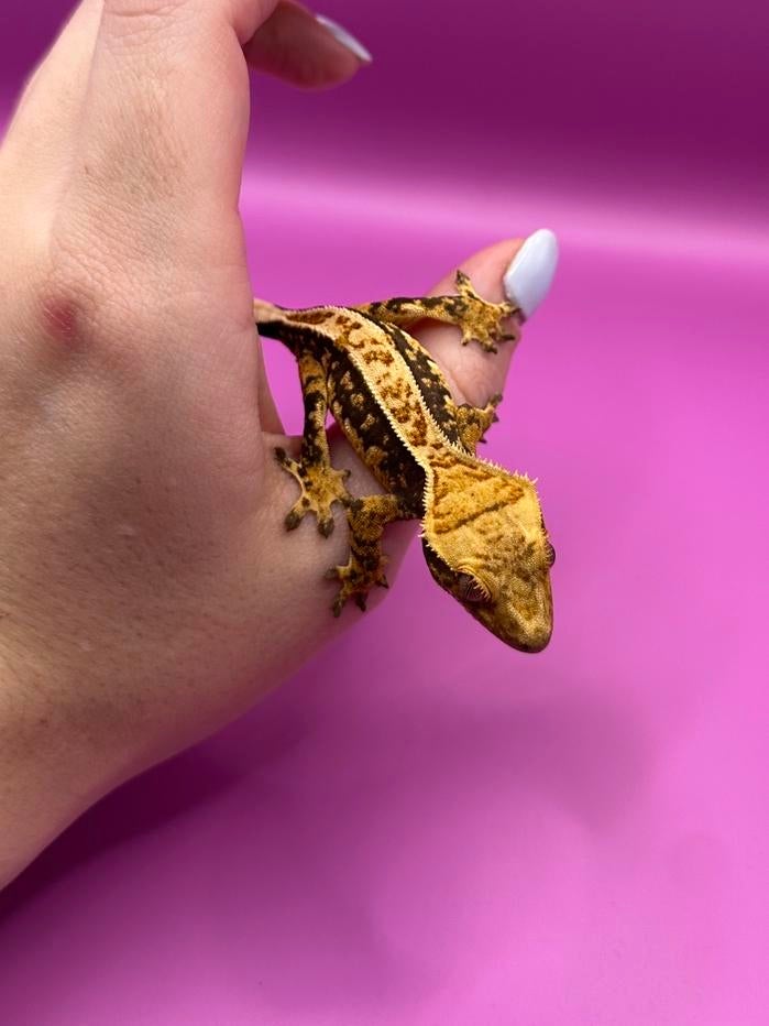 Wimpergekko baby unsexed Crested Gecko - unknown for sale from RX Cresties
