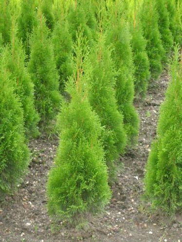 coniferen smaragt voor handels prijs, Ophalen of Verzenden, Conifeer, Haag, 100 tot 250 cm