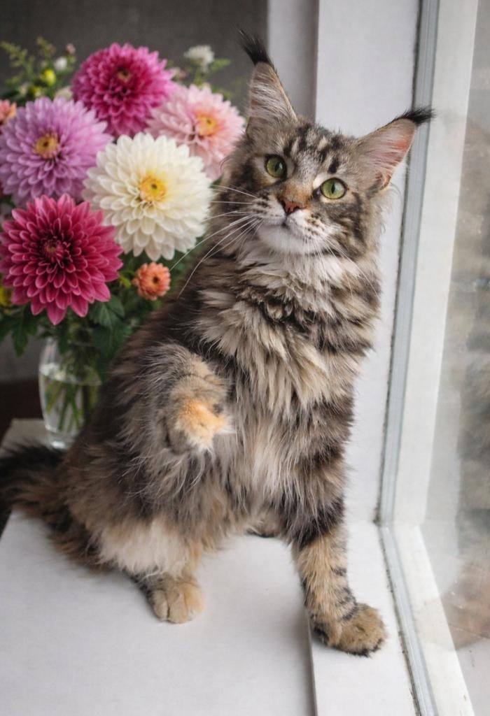 Chippen van uw hond of kat, Ophalen, Nieuw